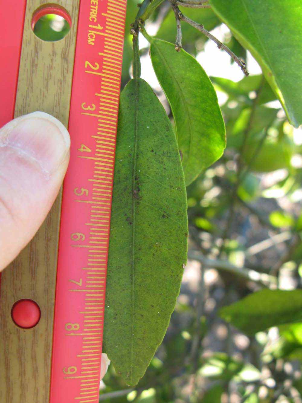              Unifoliolate leaf (Winter Haven, FL)       